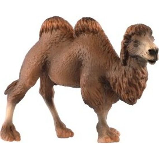 Velbloud dvouhrbý zooted