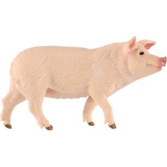 Prase domácí zooted