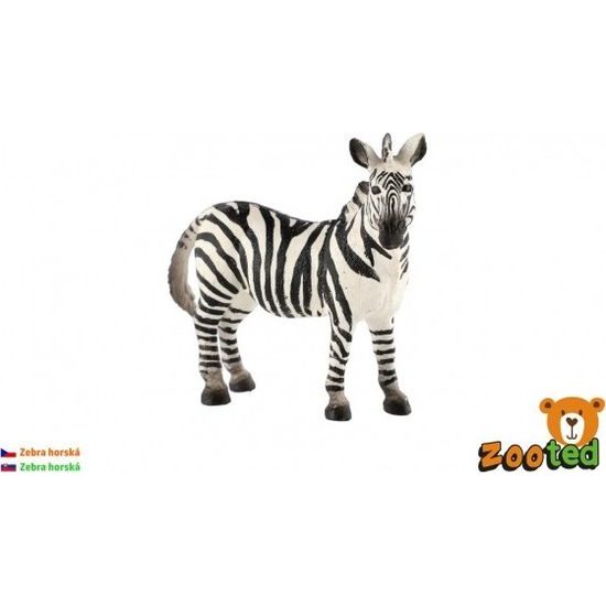 Zebra horská zooted