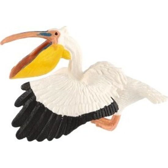 Pelikán severoamerický zooted