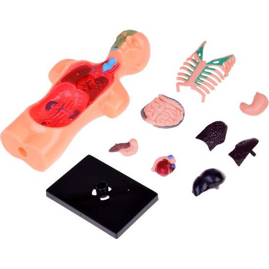 Vzdělávací sada anatomický model LIDSKÉHO TĚLA s orgány 11 dílů