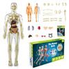 Anatomický model lidského těla FLESHTOPIA