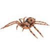 Jungle Expedition pavouk/mravenec 17-21cm