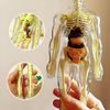Anatomický model lidského těla FLESHTOPIA