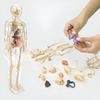 Anatomický model lidského těla FLESHTOPIA