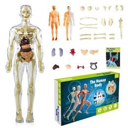 Anatomický model lidského těla FLESHTOPIA