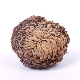 Jeřichonská růžice – Vzkříšená rostlina