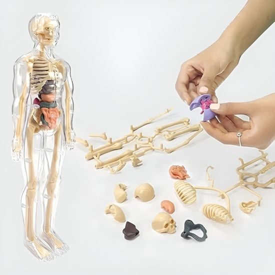 Anatomický model lidského těla FLESHTOPIA
