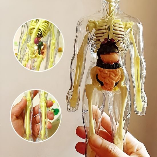 Anatomický model lidského těla FLESHTOPIA