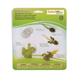 Safari Ltd - Životní cyklus - Beruška