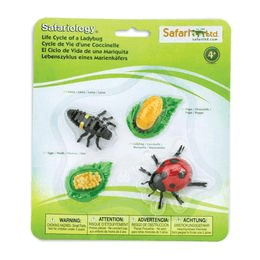 Safari Ltd - Životní cyklus - Beruška