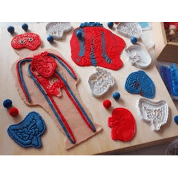 Lidské orgány vykrajovátka