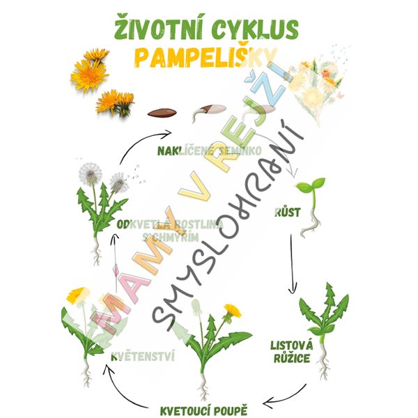 Vývojový cyklus PDF 2 část