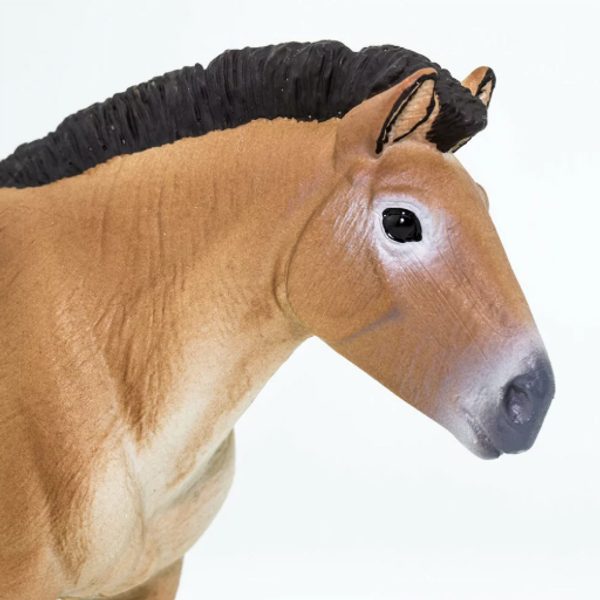 Safari Ltd. Kůň převalského