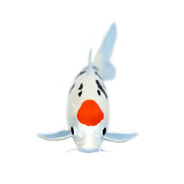 Safari Ltd. Koi kapr