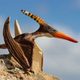 Safari Ltd. Pteranodon velký