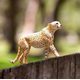 Safari Ltd. Gepard