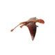 Safari Ltd. Dimorphodon
