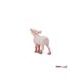 Safari Ltd. Sele