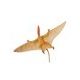 Safari Ltd. Dimorphodon