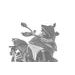 Windscreen PUIG SPORT 20729C carbon look